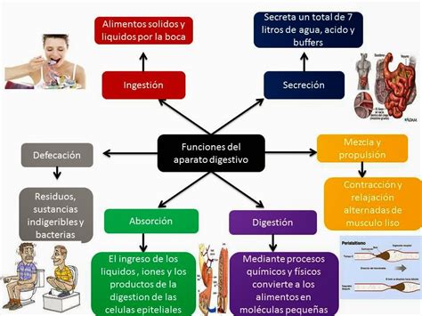 El Blog De Fisiologia De Israel Aramburo Lucas Generalidades De Aparato Digestivo En Esta