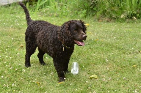 American Water Spaniel - Puppies, Rescue, Pictures, Information, Temperament, Characteristics ...