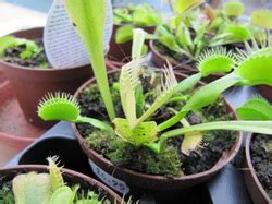 Venus Flytrap Life Cycle Diagram