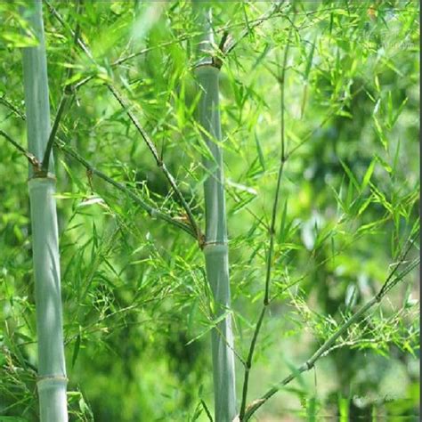 Moso Bamboo S Seeds Phyllostachys Pubescens Hardy Pcs