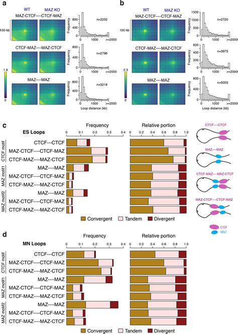 Directionality Of Ctcf And Maz Motifs At Loop Anchors A Apa Of Loops