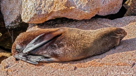 cetaceans  carnivores ray plowman