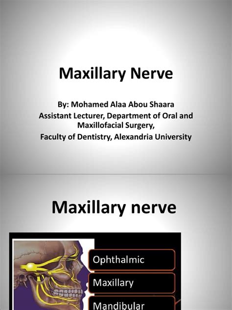 Anatomy - Maxillary Nerve - DR - Mohamed Alaa | PDF