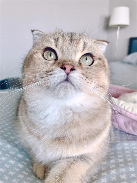 My kitty Kaya, a Scottish fold | Scrolller