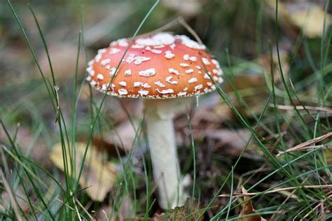 Mantar Agaric Sinek Mantar Pixabay De Cretsiz Foto Raf Pixabay