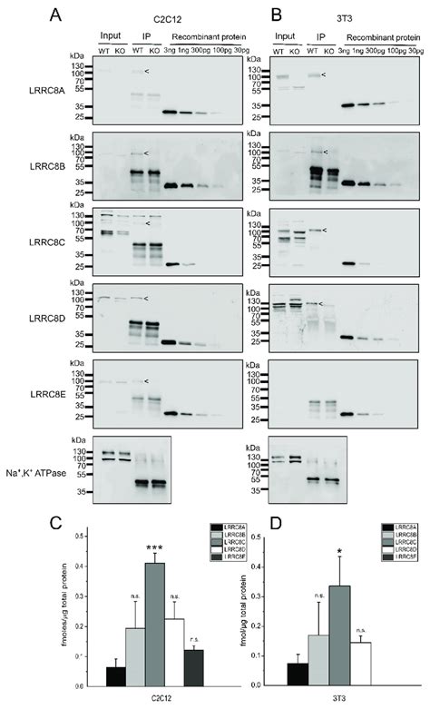 Quantification Of LRRC8 Protein Amounts In Co Immunoprecipitation With