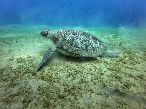 Sea Turtle Underwater · Free Stock Photo