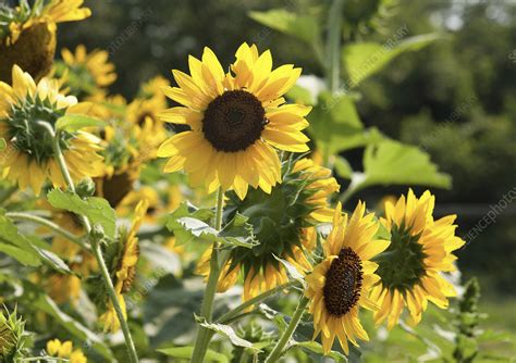 Wild Sunflowers Helianthus Annuus Stock Image C Science