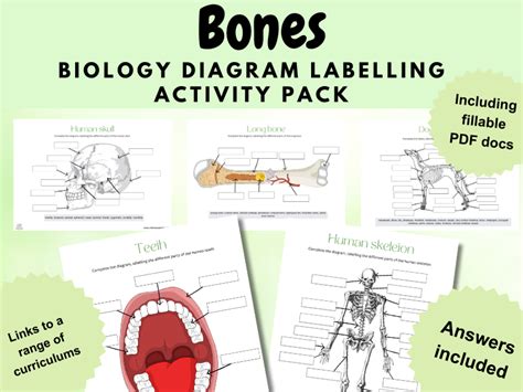 Bones Biology Diagram Labelling Activities Skeletal System Human And