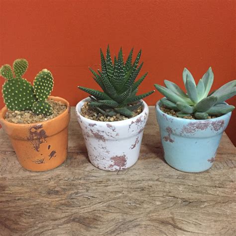 Terrário de suculentas e cactos Vaso cerâmica trio Elo7