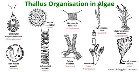 Thallus Organisation in Algae