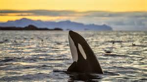 orca killer whale