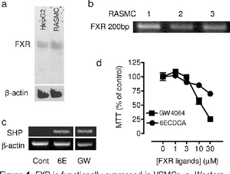 Figure 1 From Farnesoid X Receptor Ligands Inhibit Vascular Smooth