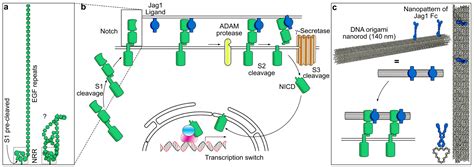 Nat Commun 可溶性多价jag1 Dna折纸纳米图案无需牵引力即可激活notch 韩达