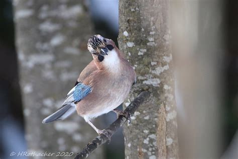 Geai des chênes Garrulus glandarius Eurasian Jay Flickr