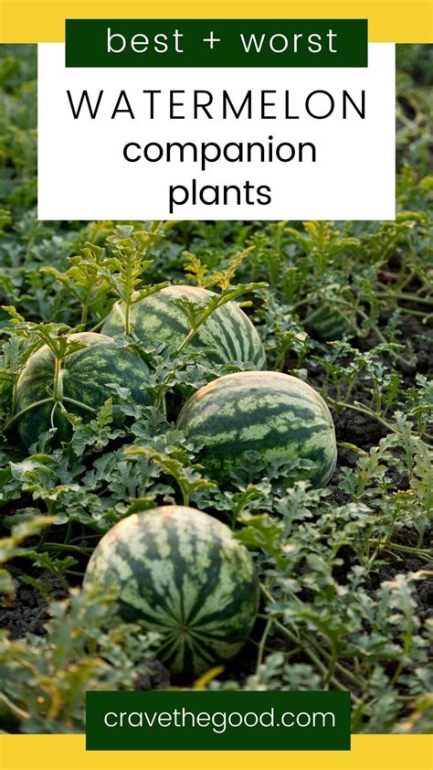 8 Best Watermelon Companion Plants And Which 3 To Avoid Boreal Bloom