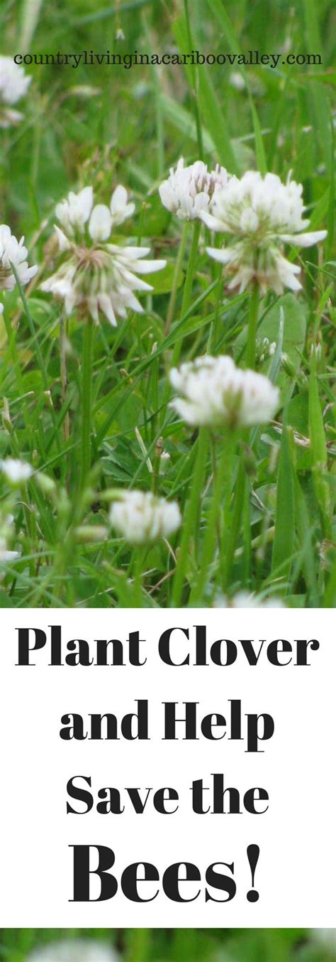 Growing Clover Instead Of Grass Lawn Care Plants Gardening For