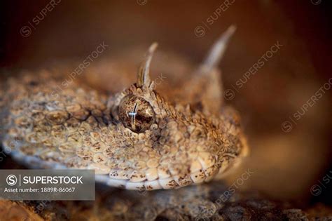 The Desert Horned Viper Cerastes Cerastes Israel Superstock