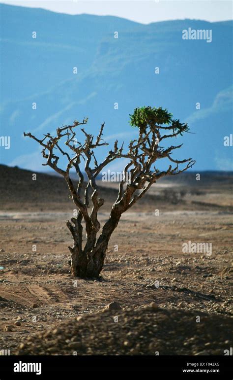 Frankincense (Boswellia sacra), near Salalah, Oman Stock Photo - Alamy