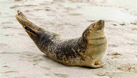 Fun Harbor Seal Facts For Kids | Kidadl