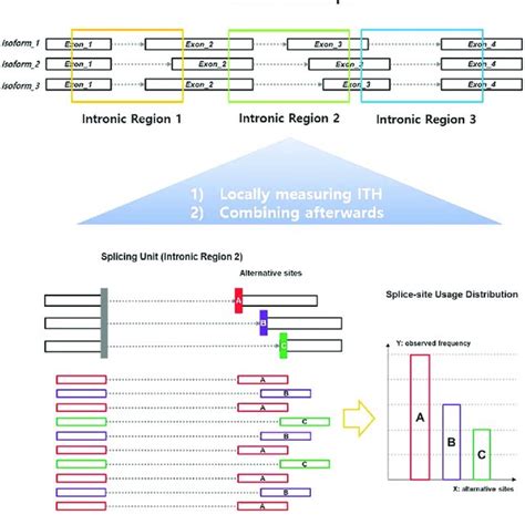 Illustration of an intronic splicing unit. An intronic splicing unit is ...