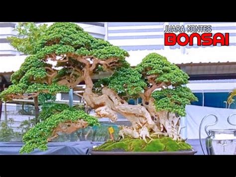 KONTES BONSAI PALING DIBURU DI TAHUN 2022 BENTUKNYA PUN ISTIMEWA DAN