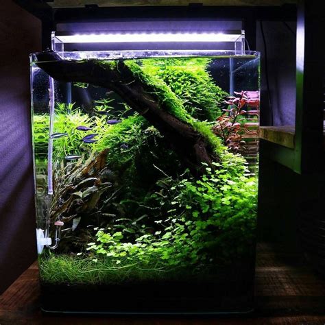 Hoe Je Je Nano Aquarium Inricht Zoals Een Pro Plantedbox Artofit