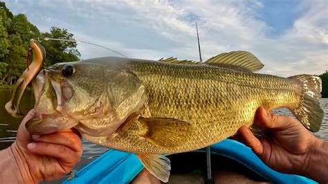 Fishing Topwater For BIG Bass In July YouTube