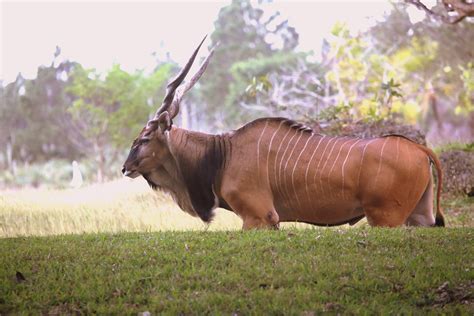 Giant Eland Taurotragus Derbianus The Giant Eland Is A Flickr