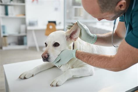 Conozca más sobre cómo tratar la otitis en perros Blog