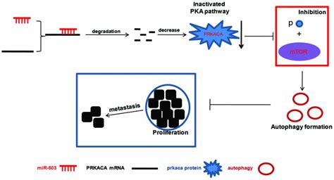 Mir Suppresses The Proliferation And Metastasis Of Esophageal