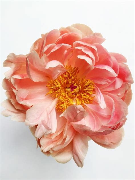 Peony