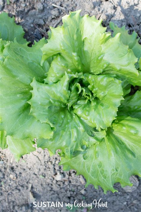 Beginner Gardening Series - How to Plant Lettuce - Sustain My Cooking Habit