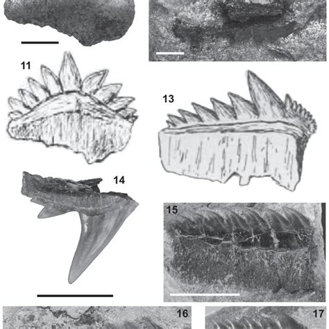 Otodus Carcharocles Angustidens Agassiz 1843 45 47 Lower