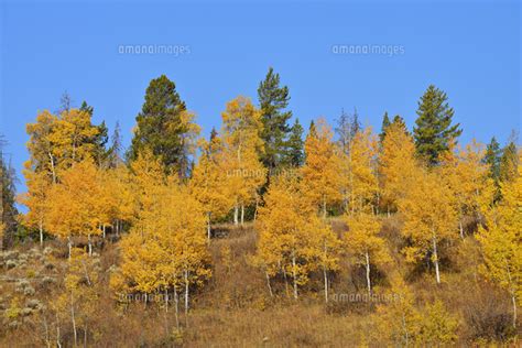 American Aspens Populus Tremuloides In Autumn Foliage Against Blue