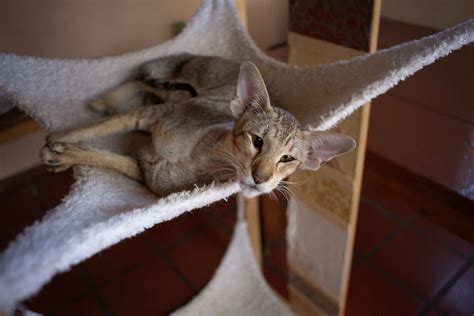 Adorable Cats With Big Ears