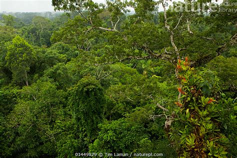 Nature Picture Library Amazon Rainforest Canopy With Flowering Bromeliad Epiphytes Growing On A