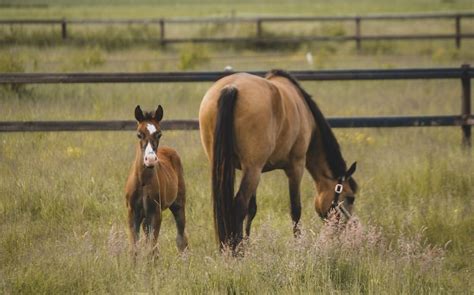 Horse Breeding Basics - Horse Breeding 101