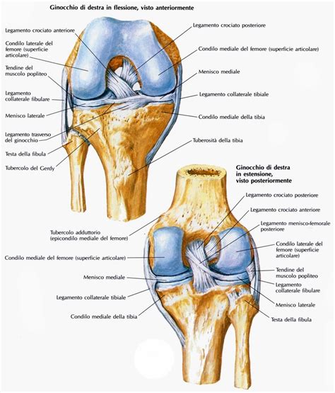 Valvole Cardiache Cliccascienze