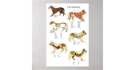 Cat Internal Organ Anatomy Veterinary Chart | Zazzle