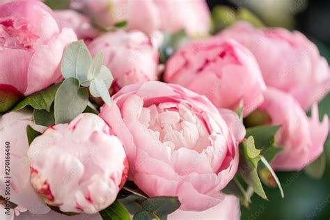 Close Up Of Flowers Pink Peonies Beautiful Peony Flower For Catalog