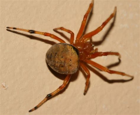 Orange Spider Neoscona Sp Araneus Thaddeus Bugguidenet