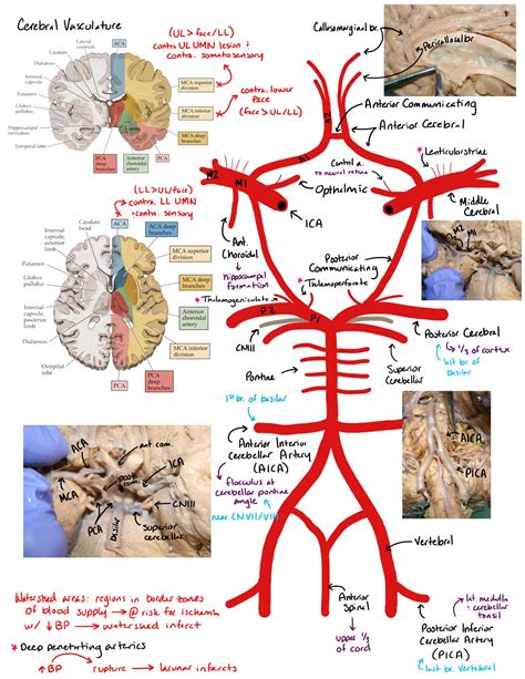 Circle Of Willis Anatomy Labeled