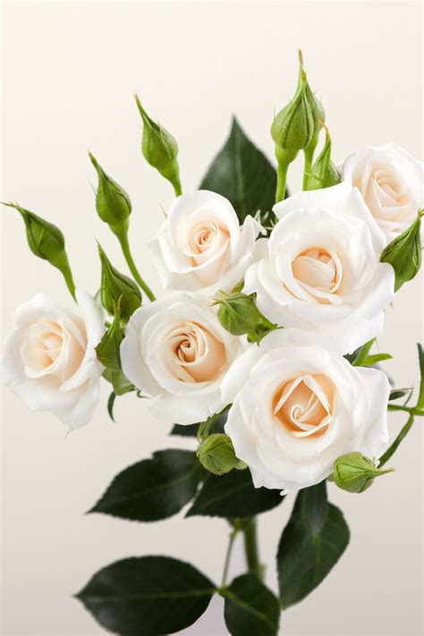 Rosaprima Launches New Spray Roses