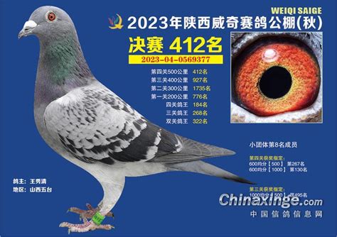 陕西威奇秋棚2023年获奖鸽图集401名 452名 陕西威奇赛鸽秋棚 中信网各地公棚