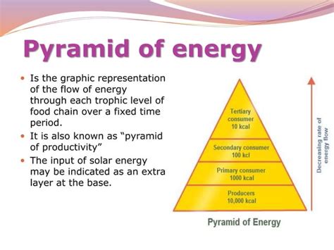 Ecological Pyramids Ppt Ppt