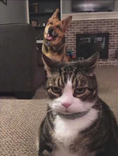 An angry cat and a smirking dog : r/animalalbumcovers