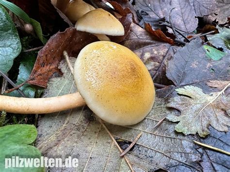 Honiggelber Hallimasch Honigpilz Armillaria Mellea Verwechslung