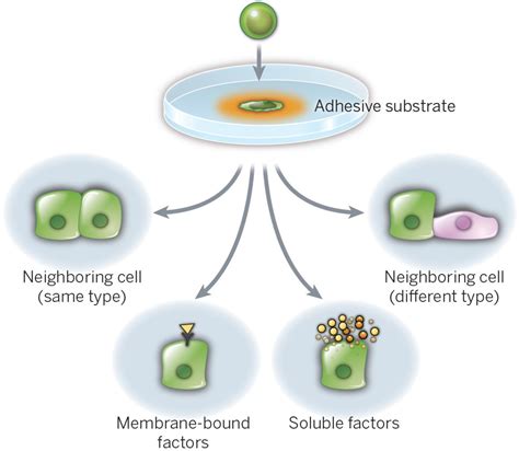 Mammalian Skin Cell Biology At The Interface Between Laboratory And