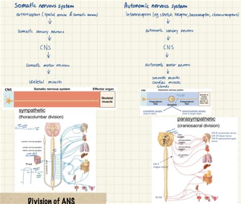 The Autonomic Nervous System Flashcards Quizlet